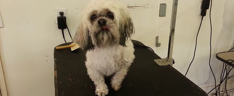 A white and black Shih Tzu after grooming at Pet Palace of Chickamauga, GA
