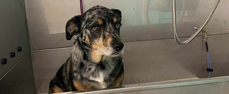A merle dog getting a bath in the grooming tub at Pet Palace of Chickamauga, GA